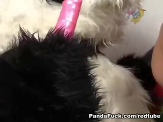 Hard up Panda stuffs pink dildo in tight teen
